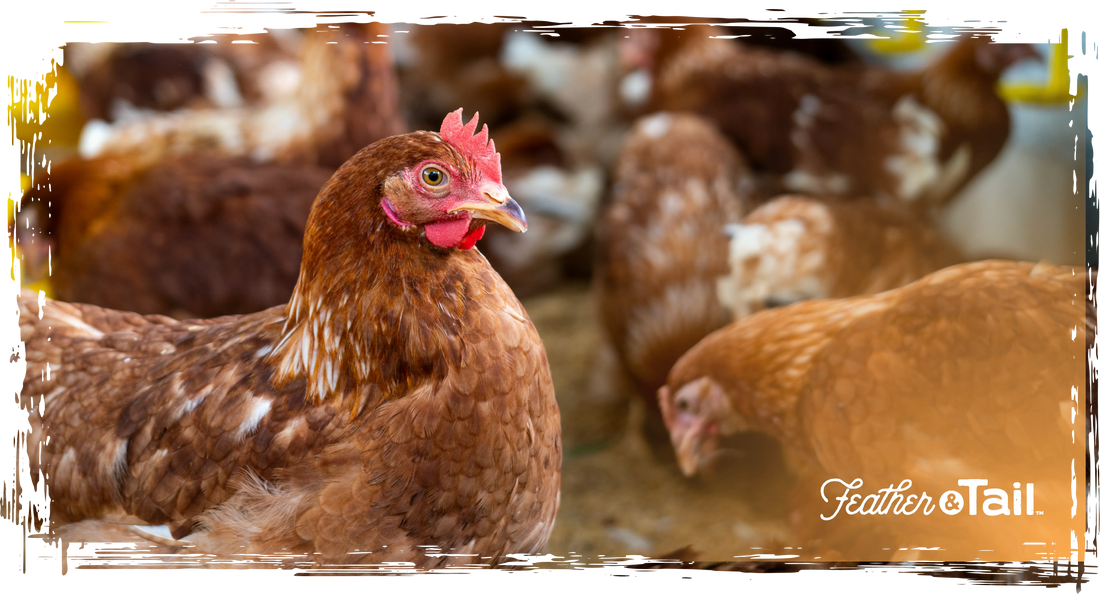 Supporting Molting Hens with the Right Nutrition