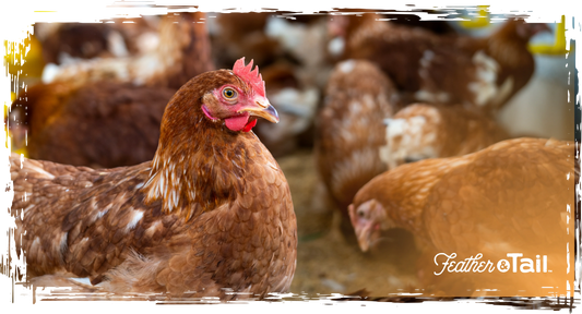 Supporting Molting Hens with the Right Nutrition