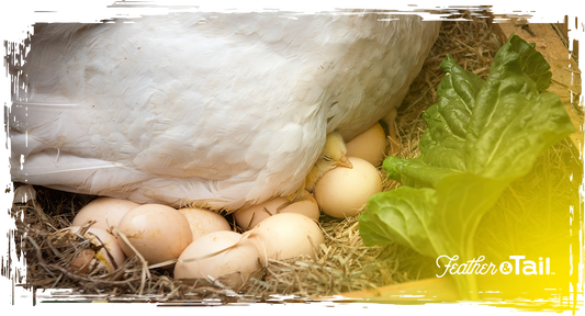 Why Organic Feed for Egg Laying Is About More Than Just Eggs