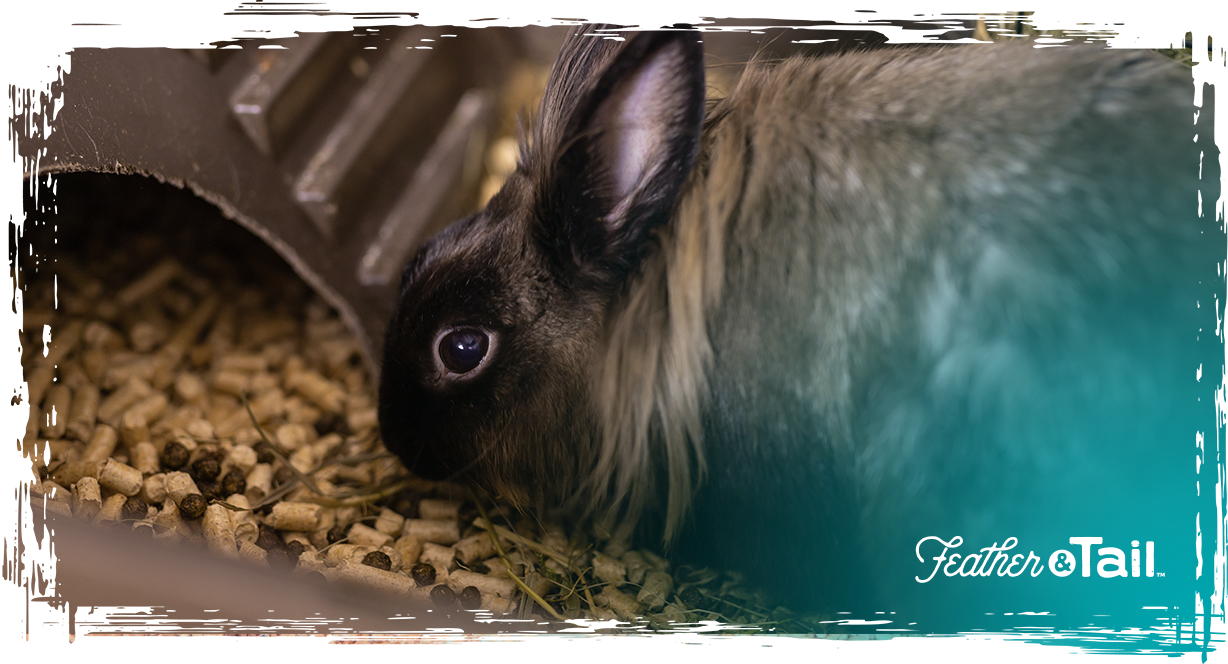 Organic Feeding for Meat Rabbits: What to Know