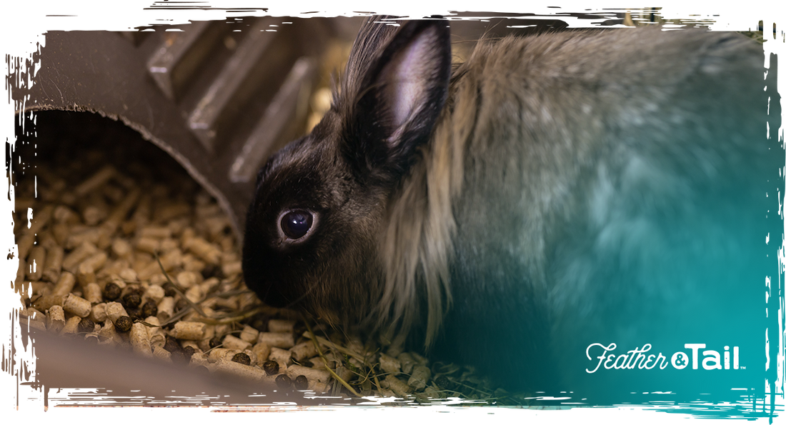 Organic Feeding for Meat Rabbits: What to Know