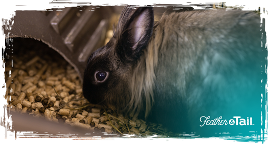 Organic Feeding for Meat Rabbits: What to Know