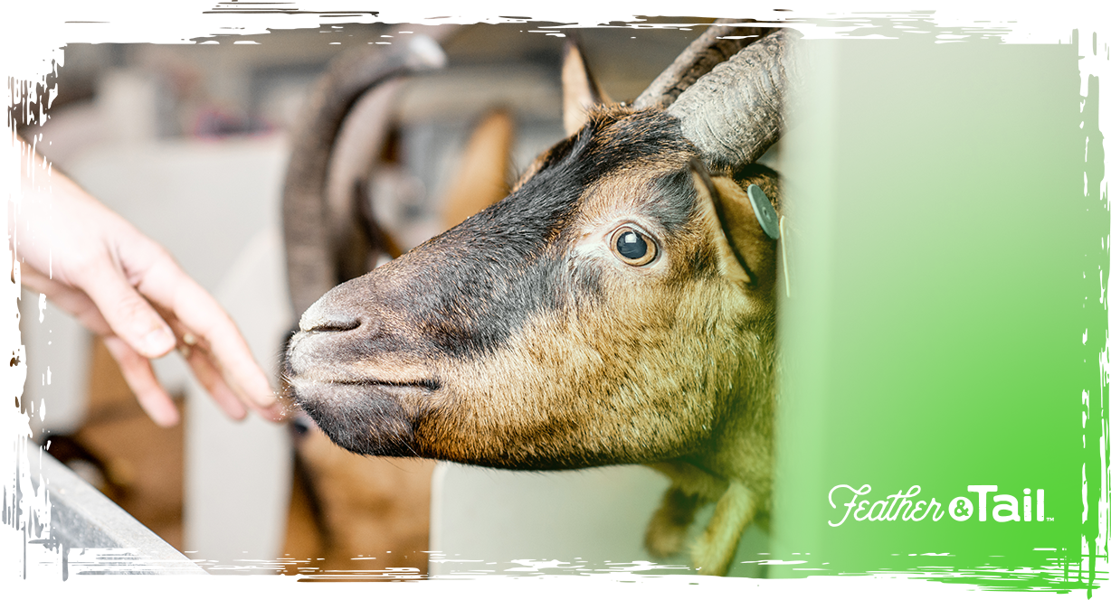 Not All Pellets Are Created Equal: A Beginner’s Guide to Organic Goat Pellets