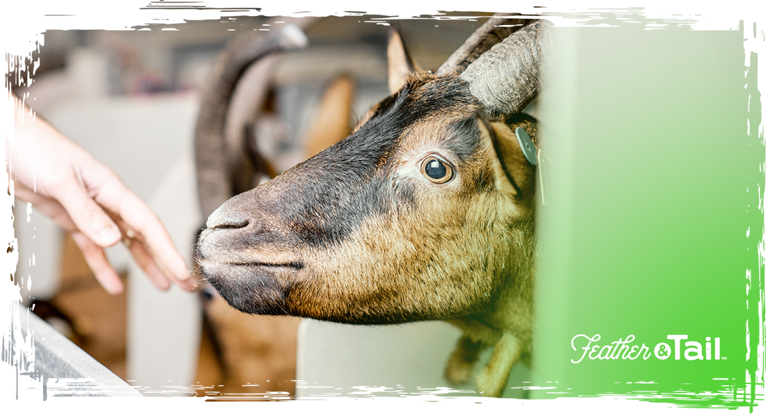 Not All Pellets Are Created Equal: A Beginner’s Guide to Organic Goat Pellets