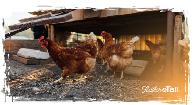 The Backyard Homestead Feeding Rhythm: Designing a Daily Organic Poultry Routine