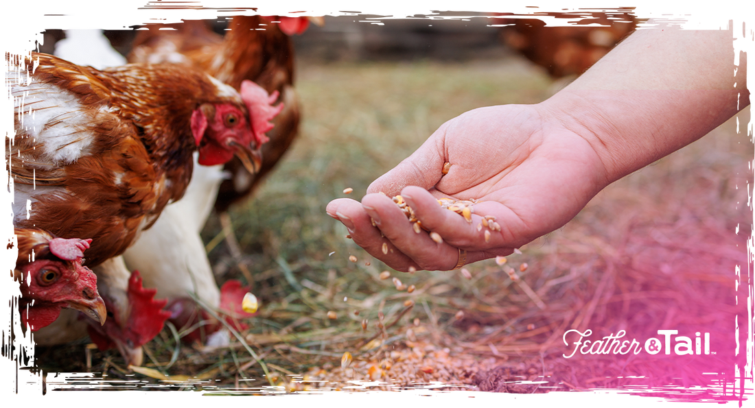 Poultry Feeding for Growth vs. Maintenance: Know the Difference