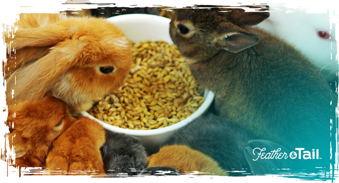 When Feed Is a Flex: Why Homesteaders Are Upgrading to Premium Formulas