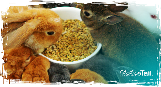 When Feed Is a Flex: Why Homesteaders Are Upgrading to Premium Formulas