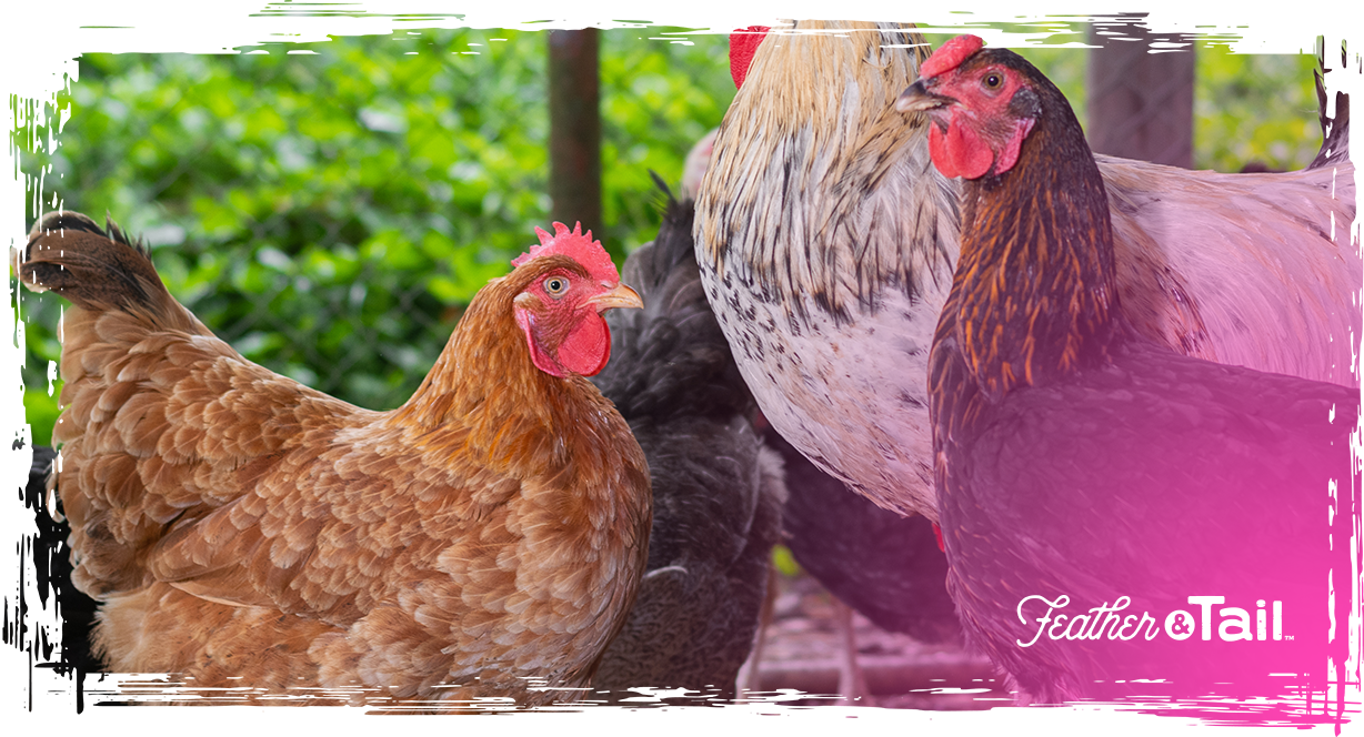 Small Flocks, High Standards: Premium Feed Matters – Feather & Tail