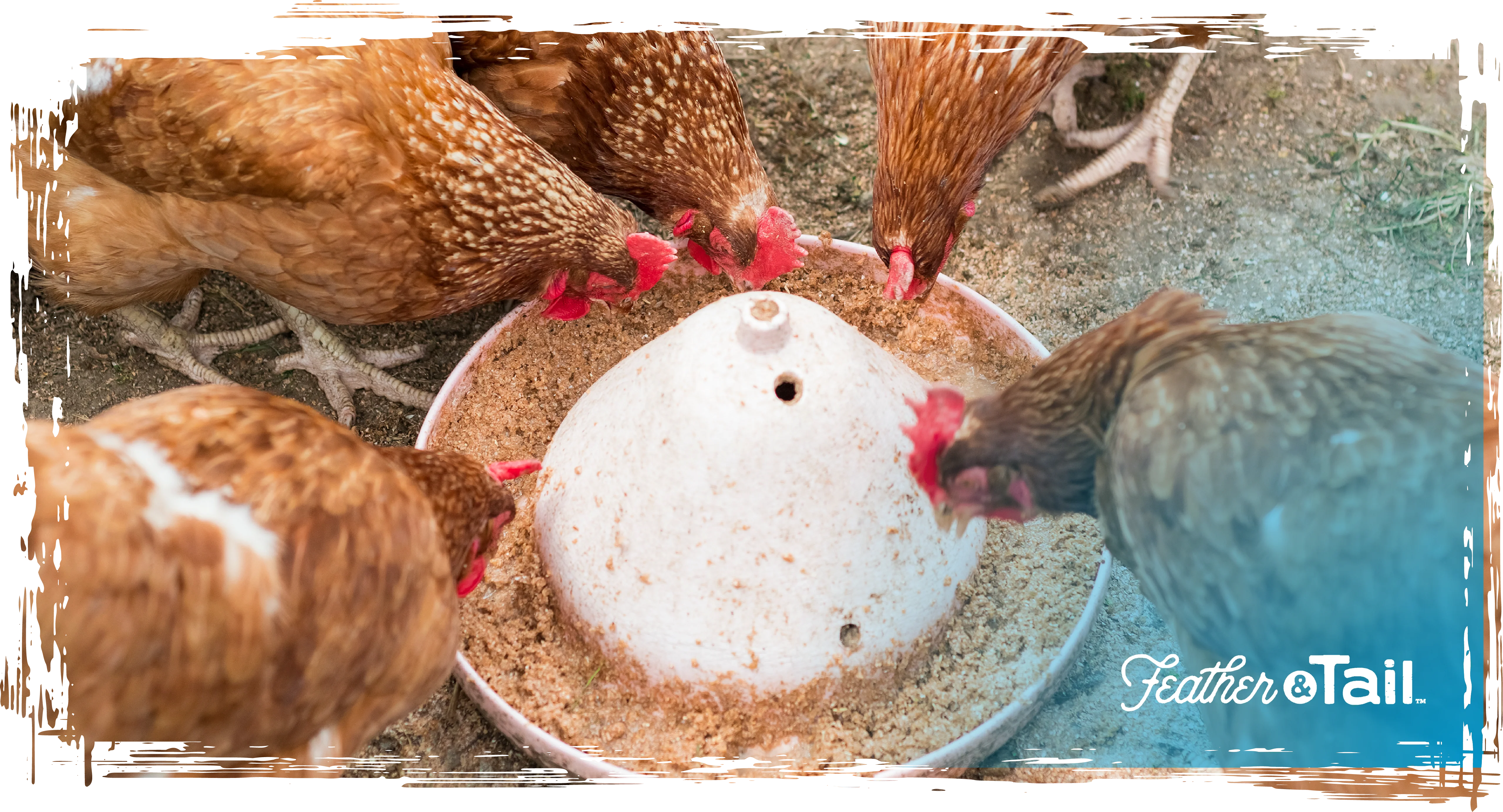 Rainy Day Rations: Feeding Tips for Wet Weather Months