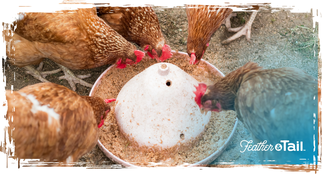 Rainy Day Rations: Feeding Tips for Wet Weather Months