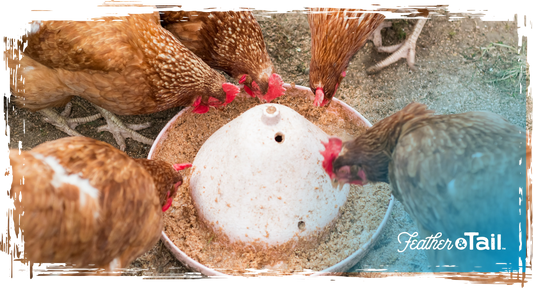 Rainy Day Rations: Feeding Tips for Wet Weather Months