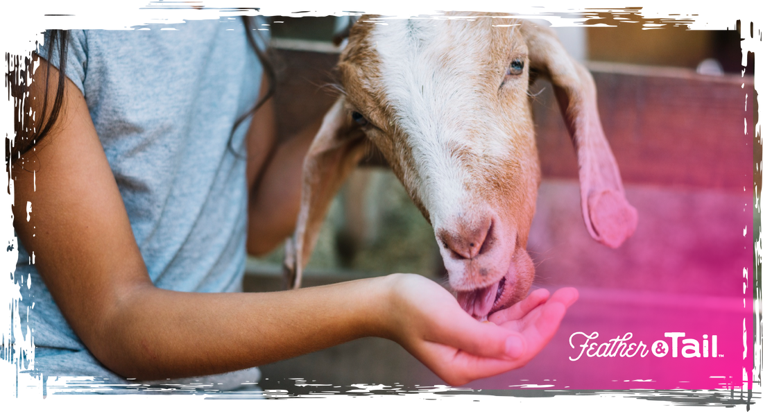 How to Choose the Right Feed Based on Activity Level