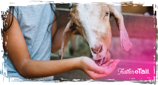How to Choose the Right Feed Based on Activity Level