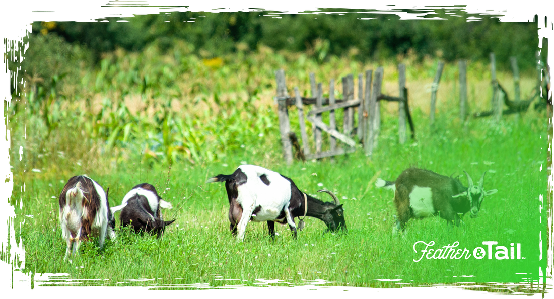 rotational grazing feeding