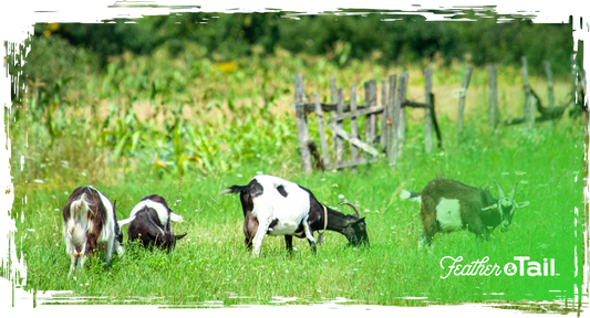 rotational grazing feeding