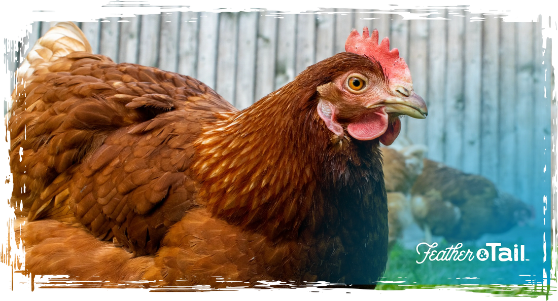 Seasonal Poultry Shedding: Feeding to Support Skin and Fur