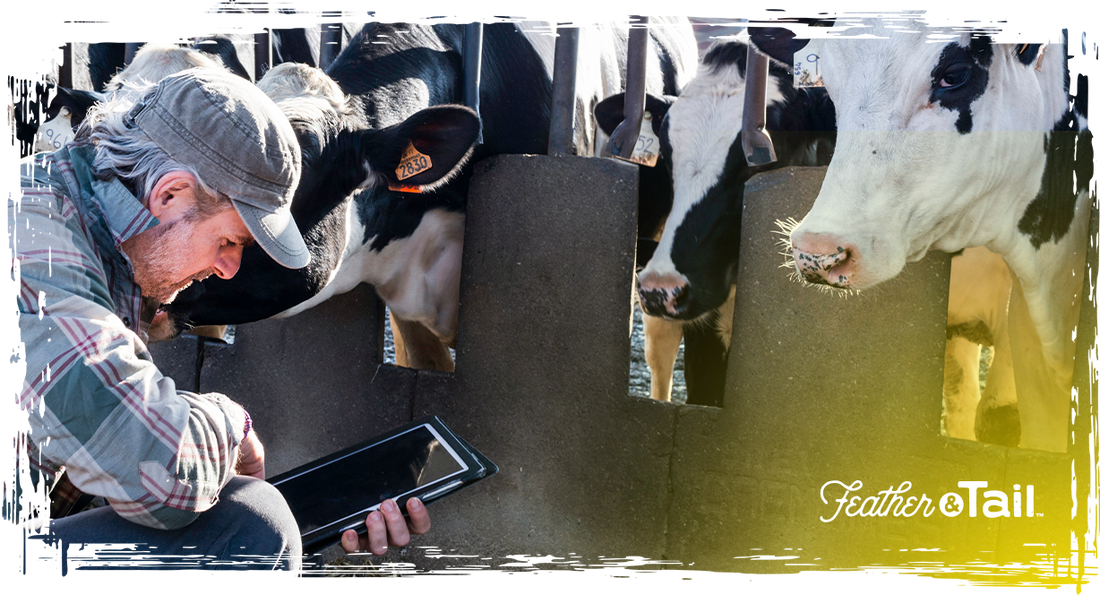 Smart Feeding: Using Tech to Track Animal Health