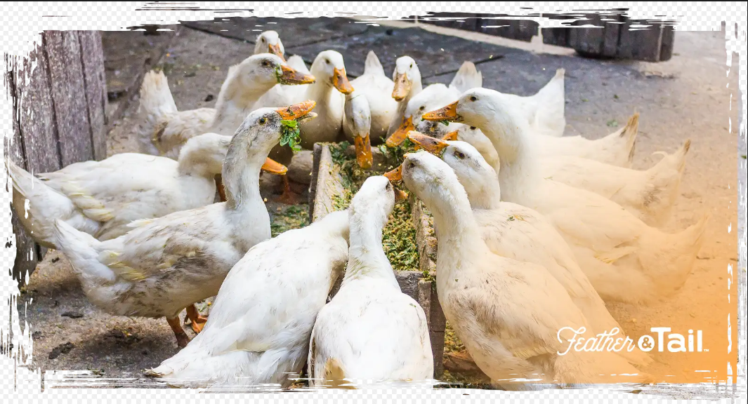 How to Switch Feeds Without Upsetting Digestion