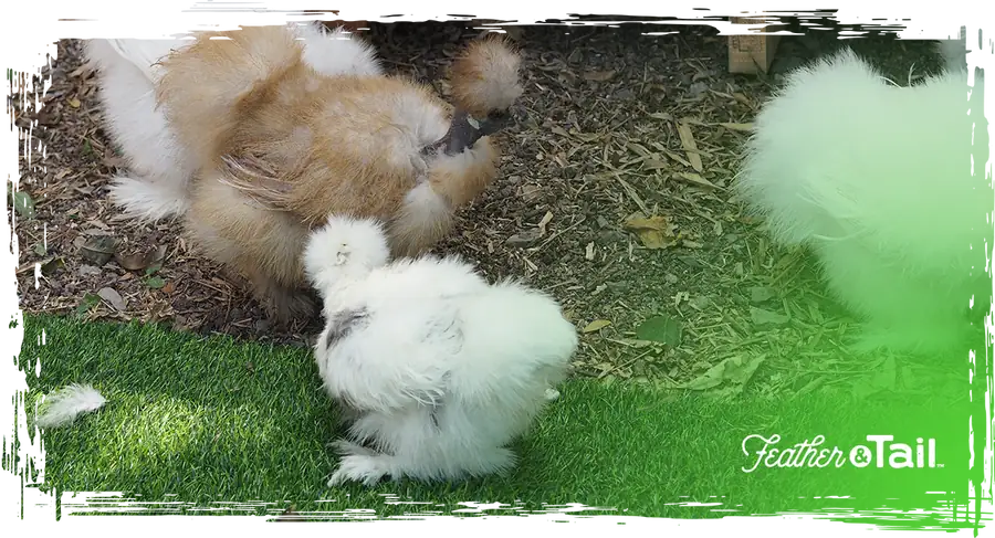 How to Raise Chickens Sustainably on a Small Farm